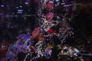 Aquarium de Monaco - Janvier 2014
